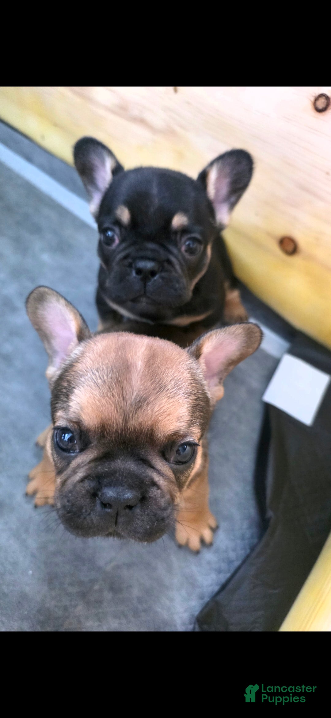 French Bulldog dogs Chewbacca  - Ad 2