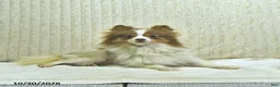 Pomeranian dogs for sale: Millie - Ad 6