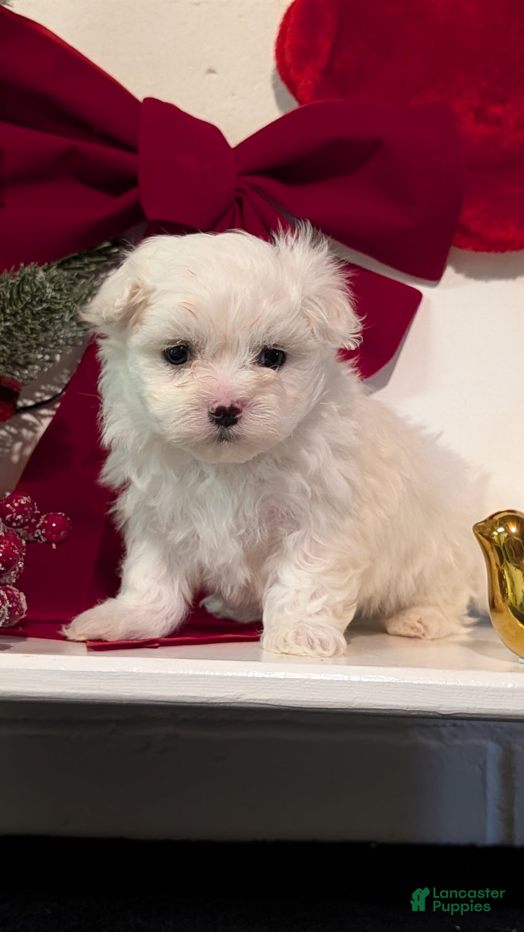Maltese dogs for sale: Kona - Ad 5