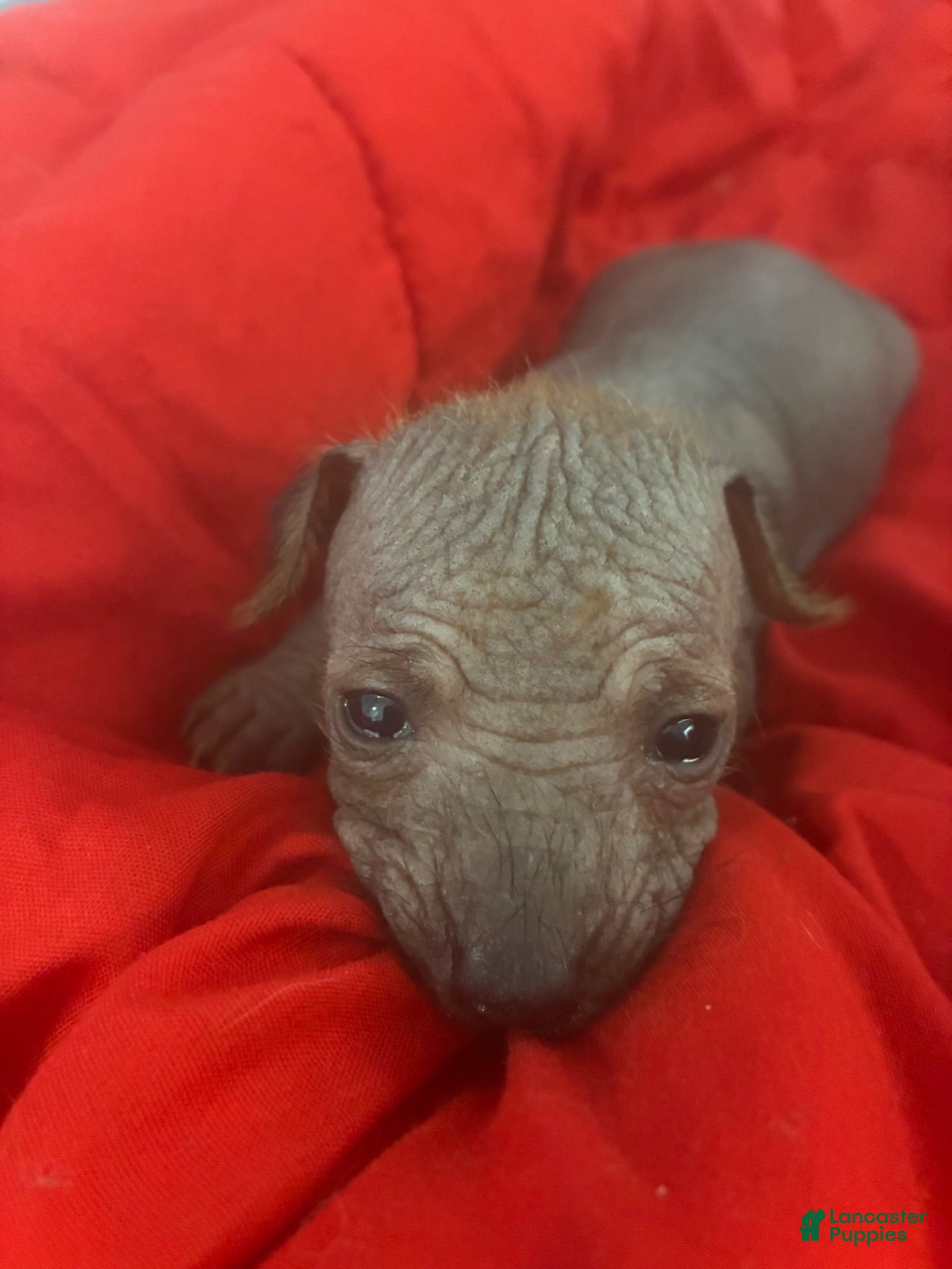 Chinese Crested dogs Mack - Ad 2