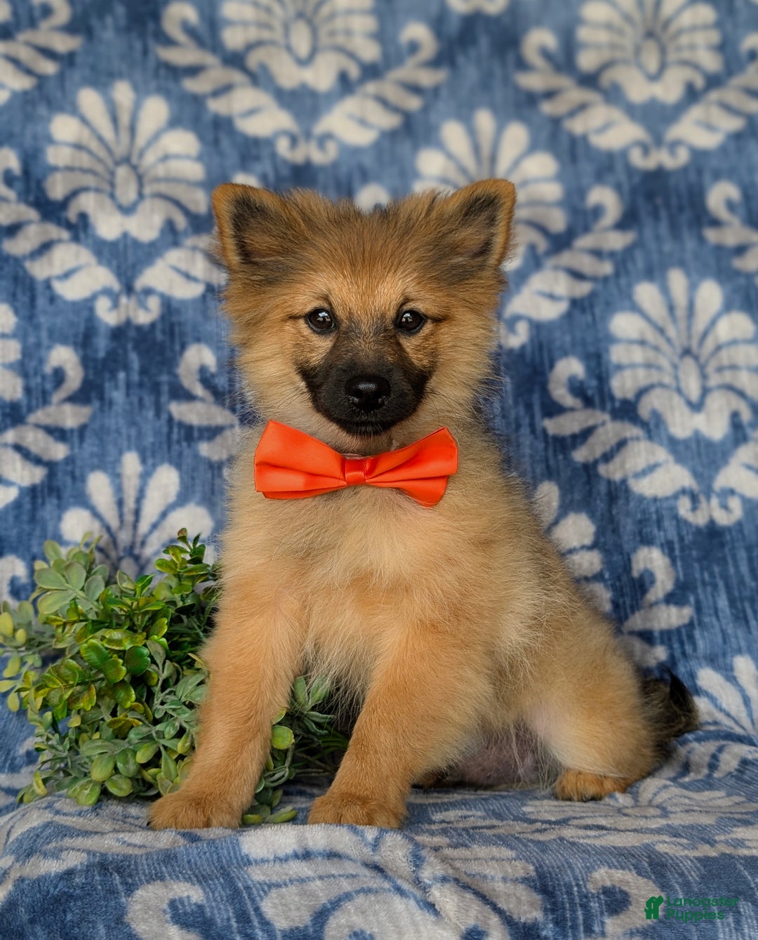 Pomeranian dogs for sale: Kegan - Ad 1