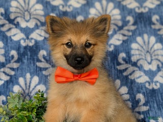 Pomeranian dogs Kegan - Ad 24