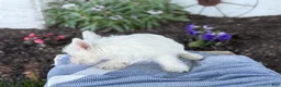 West Highland Terrier dogs for sale: Atlas - Ad 9