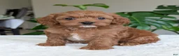 Cavapoo dogs for sale: Kylie - Ad 1