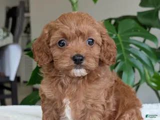 Cavapoo dogs Kylie - Ad 31
