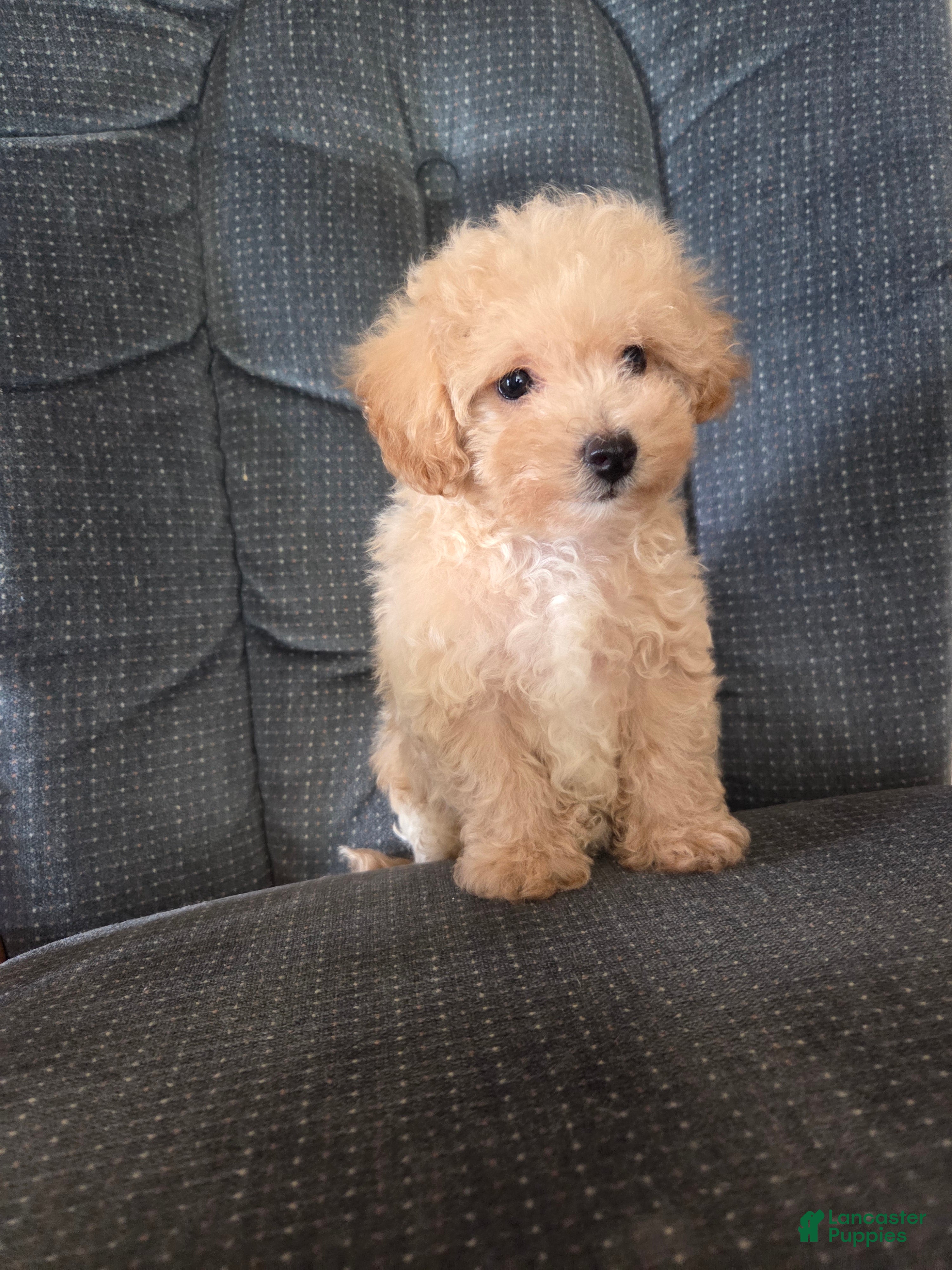 Maltipoo dogs Copper - Ad 2