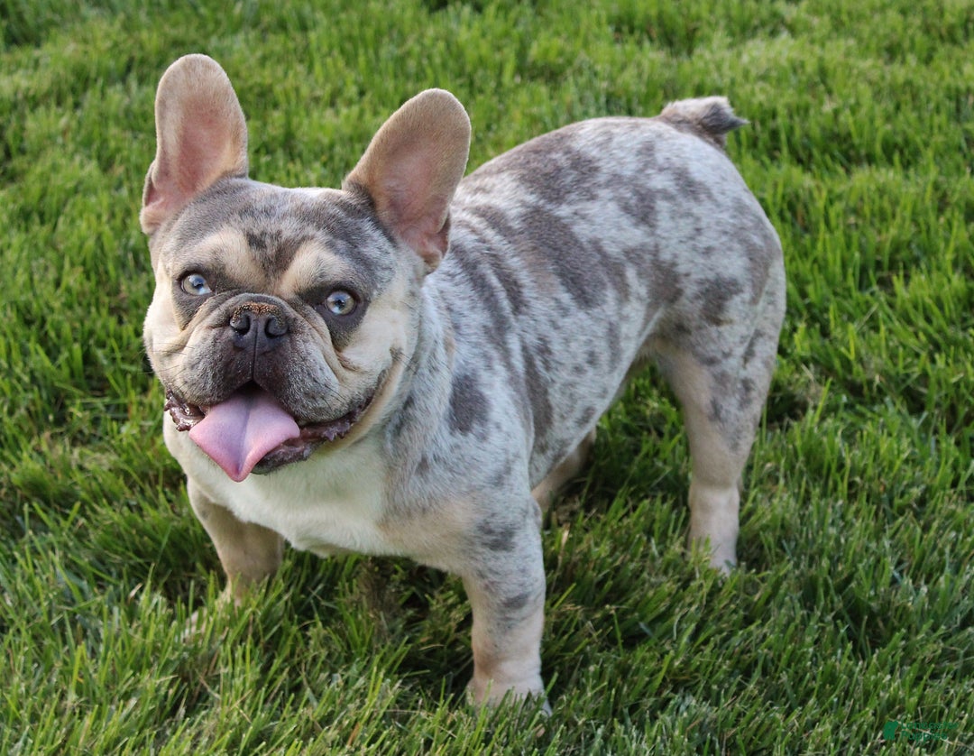French Bulldog dogs for sale: Twilight - Ad 5