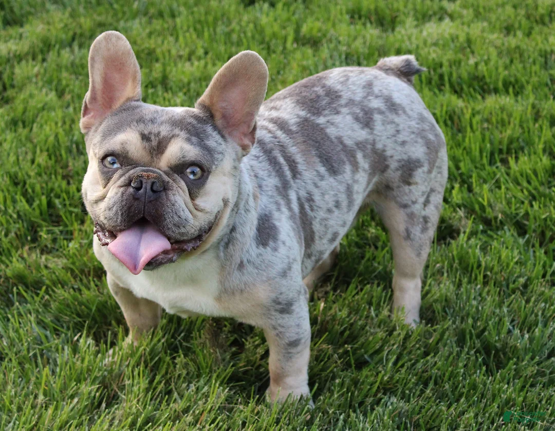 French Bulldog dogs for sale: Twilight - Ad 10