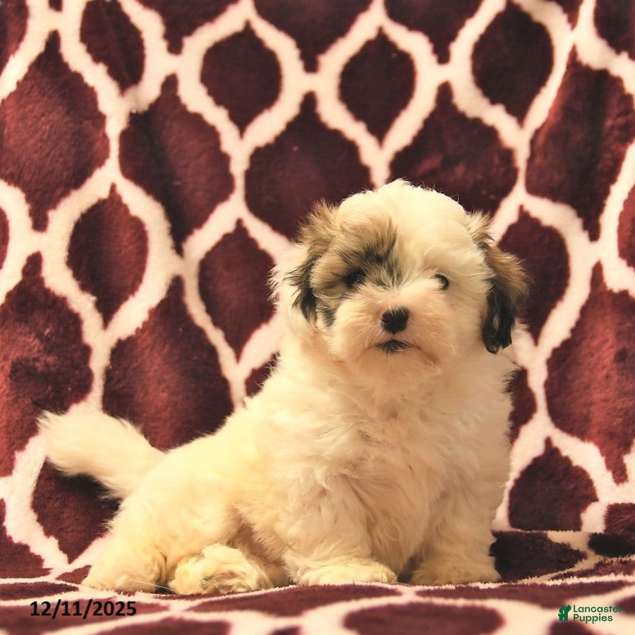 Teddy Bear dogs Beauty  - Ad 2