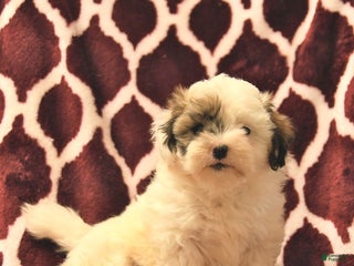 Teddy Bear dogs Beauty - Ad 1