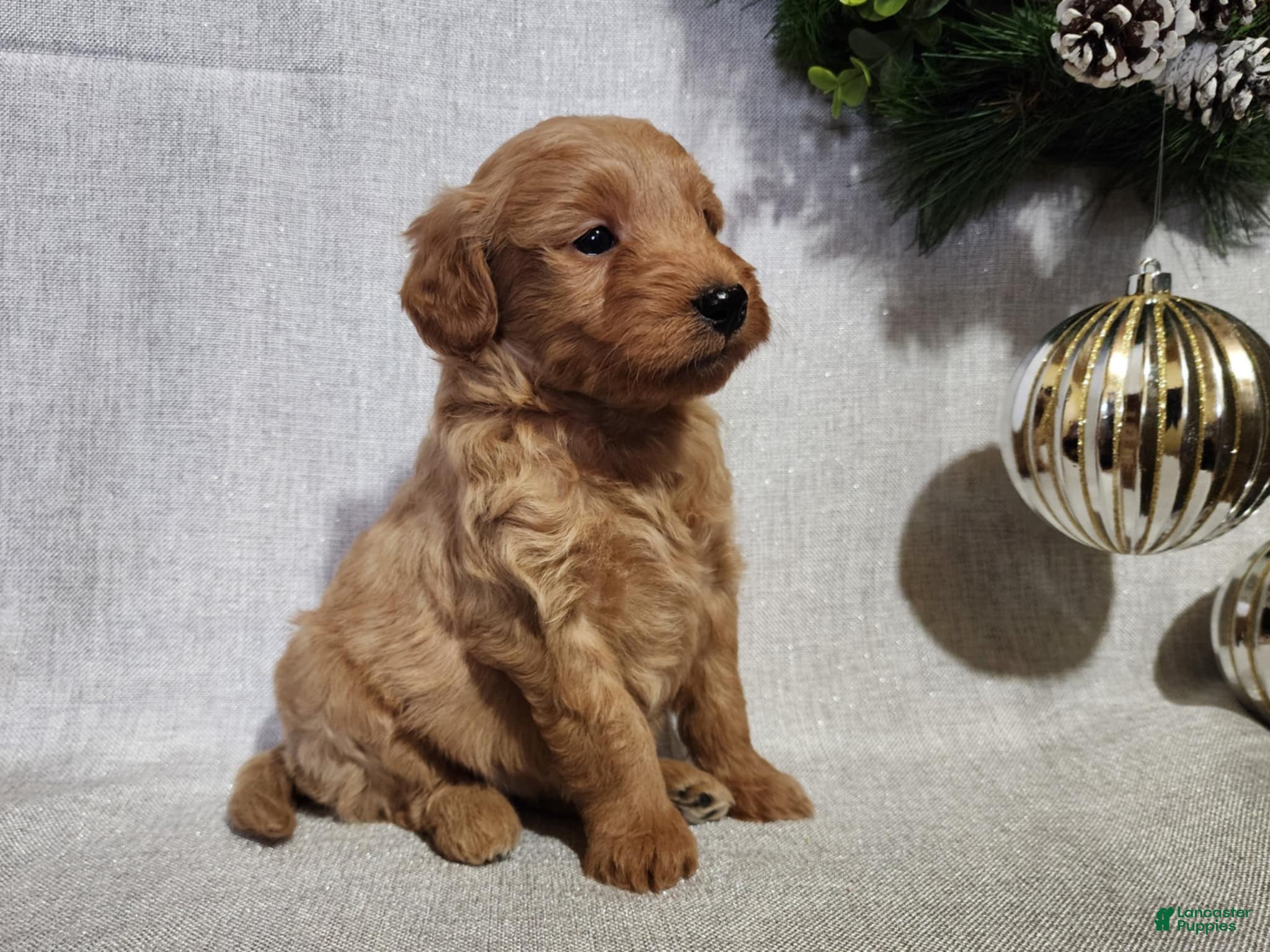 Mini Goldendoodle dogs Reno - Ad 21