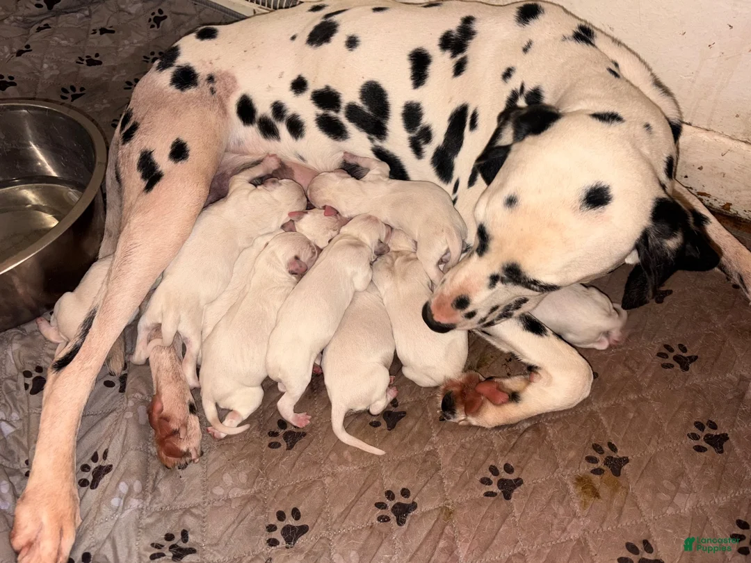 Dalmatian dogs for sale: Dalmatian 5 - Ad 2