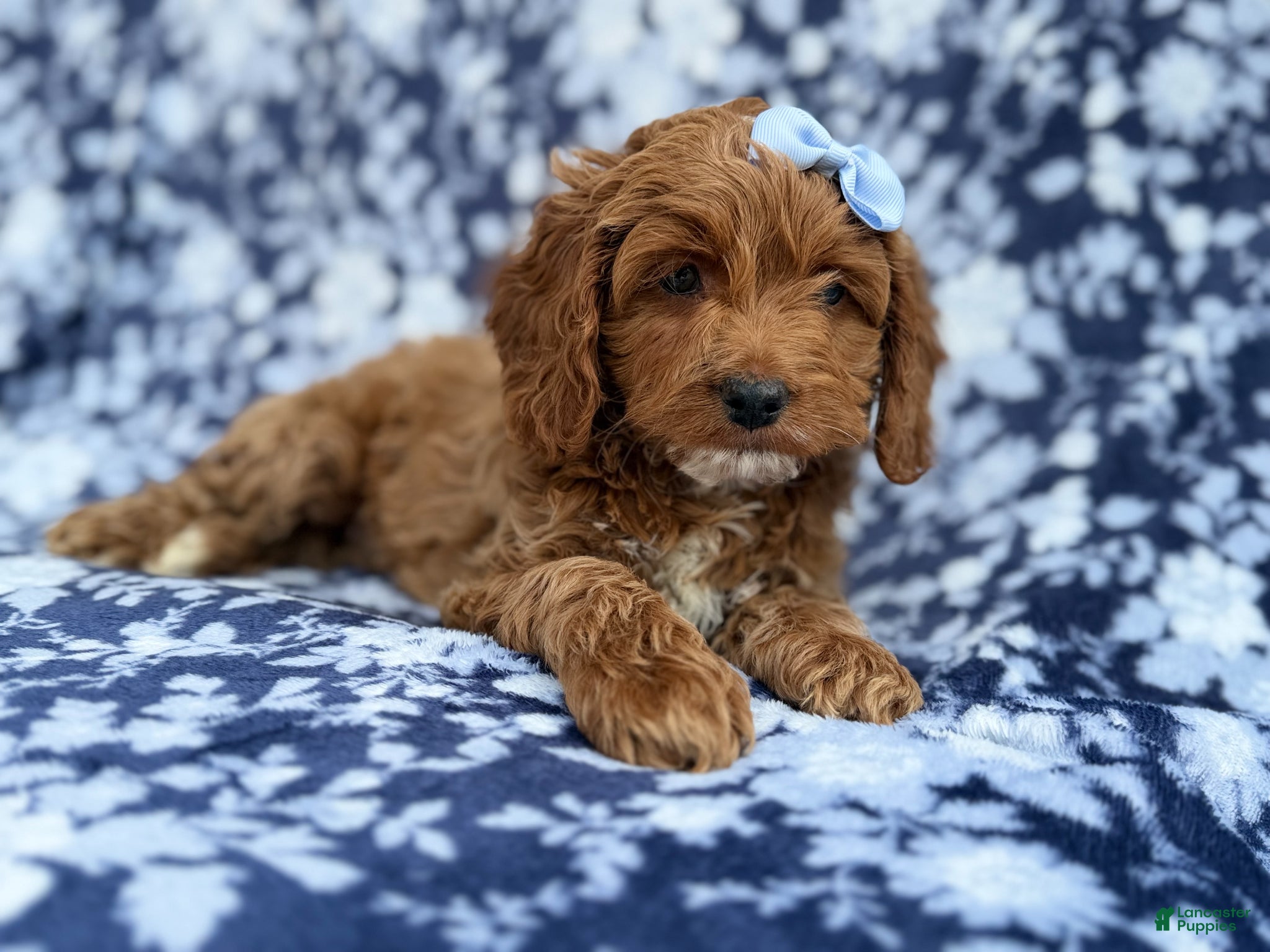Cockapoo dogs Bella - Ad 2