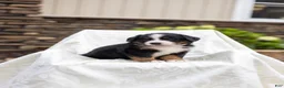 Bernese Mountain Dog dogs for sale: Reba - Ad 2