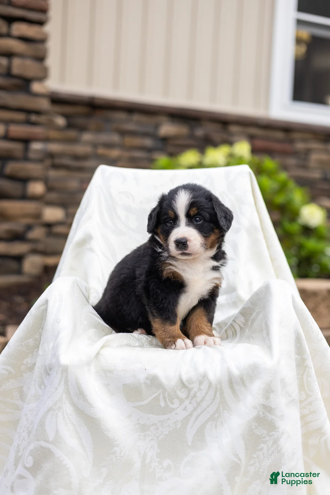 Bernese Mountain Dog dogs for sale: Reba - Ad 2