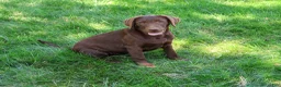 Labrador Retriever dogs for sale: Coco - Ad 4