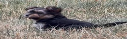 Yorkiepoo dogs for sale: Venus - Ad 4