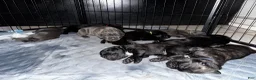 Cane Corso dogs for sale: Arthur (bolt) - Ad 12