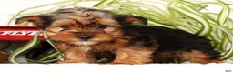 Yorkshire Terrier dogs for sale: Apollo - Ad 7