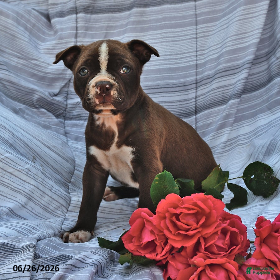 Boston Terrier dogs Jane Red and White - Ad 2