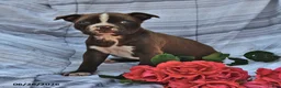 Boston Terrier dogs for sale: Jane Red and White - Ad 2