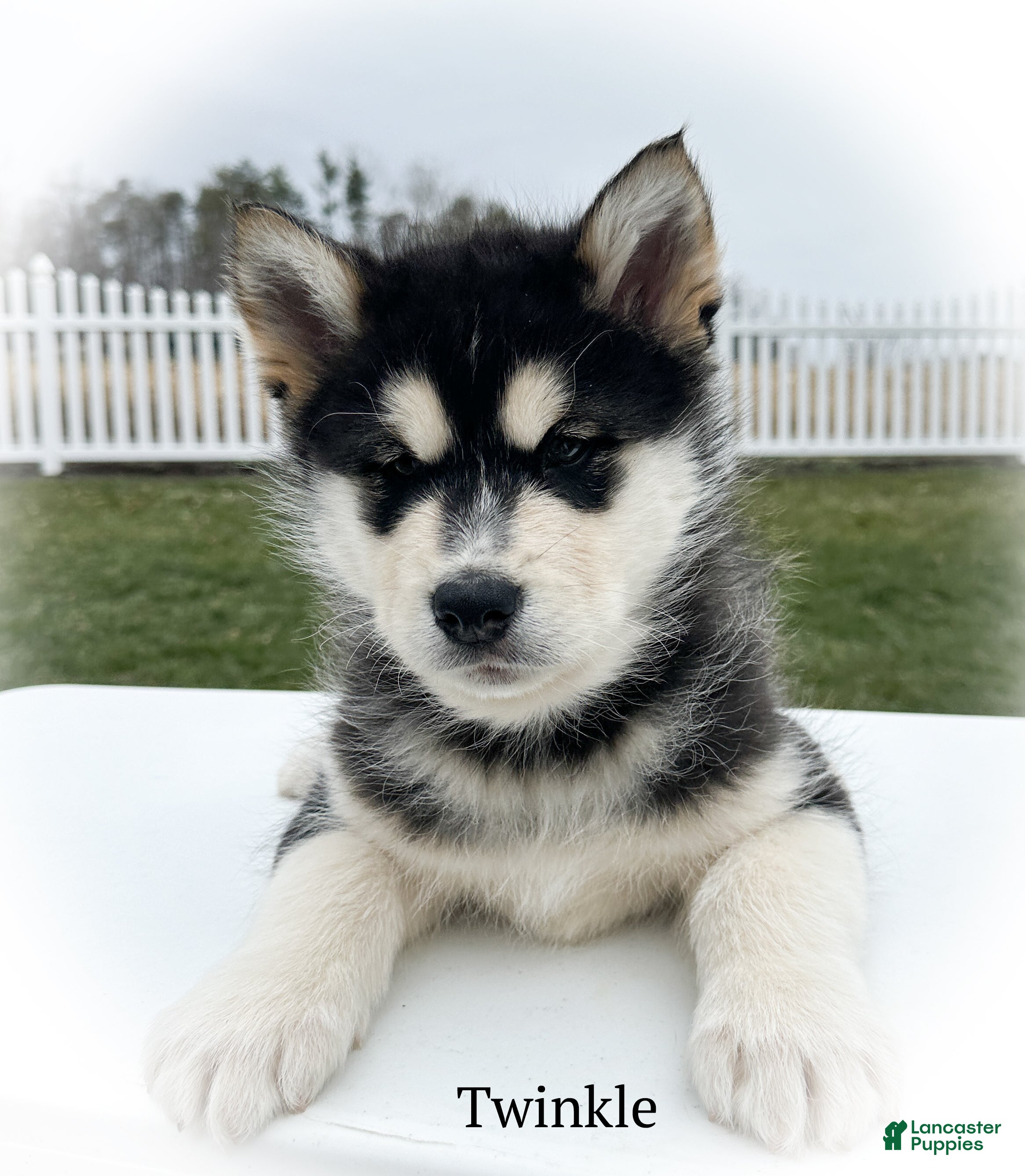 Alaskan Malamute dogs Twinkle  - Ad 12