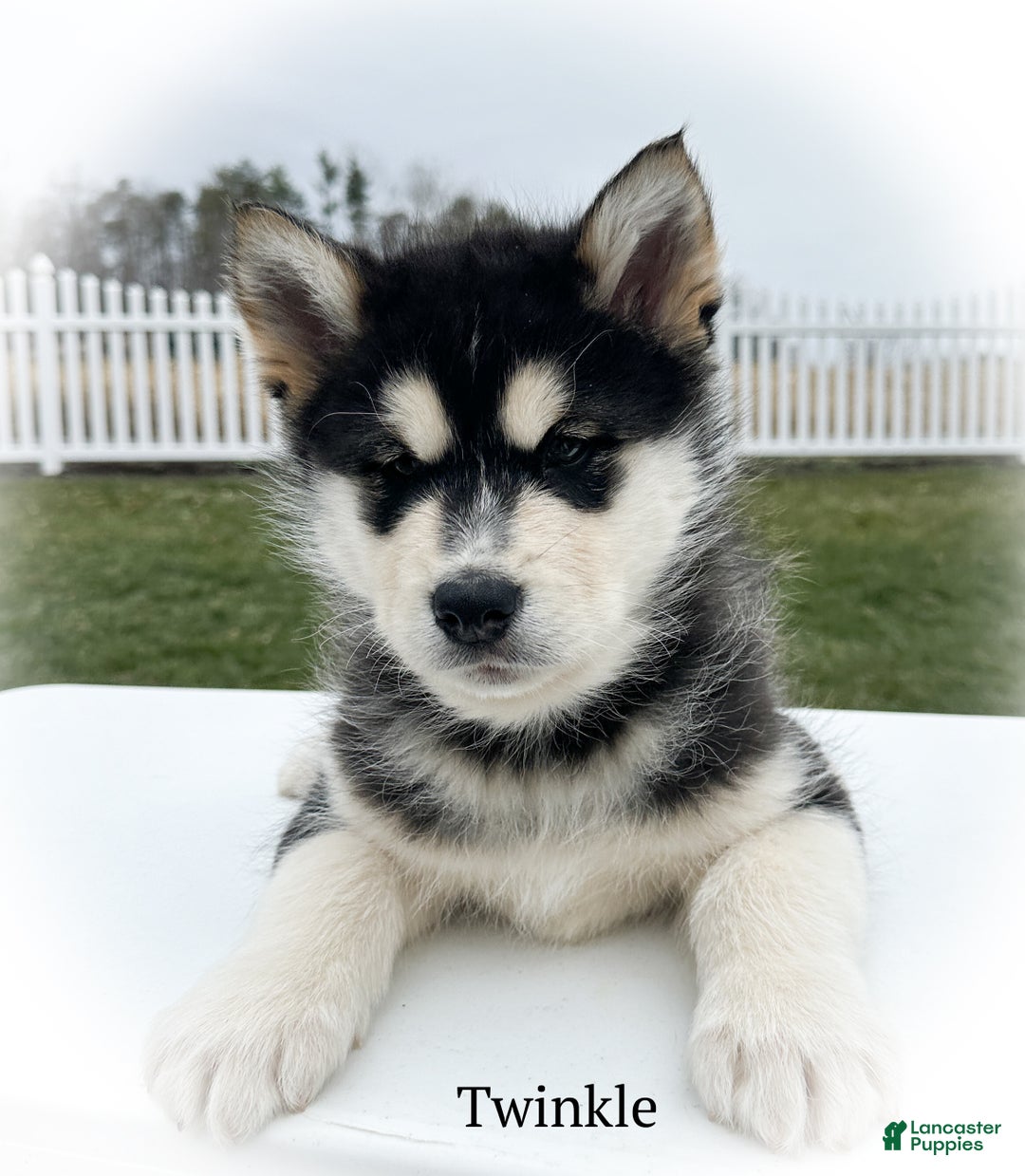 Alaskan Malamute dogs for sale: Twinkle  - Ad 3