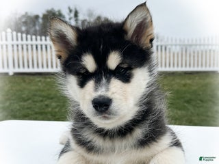 Alaskan Malamute dogs Twinkle - Ad 12