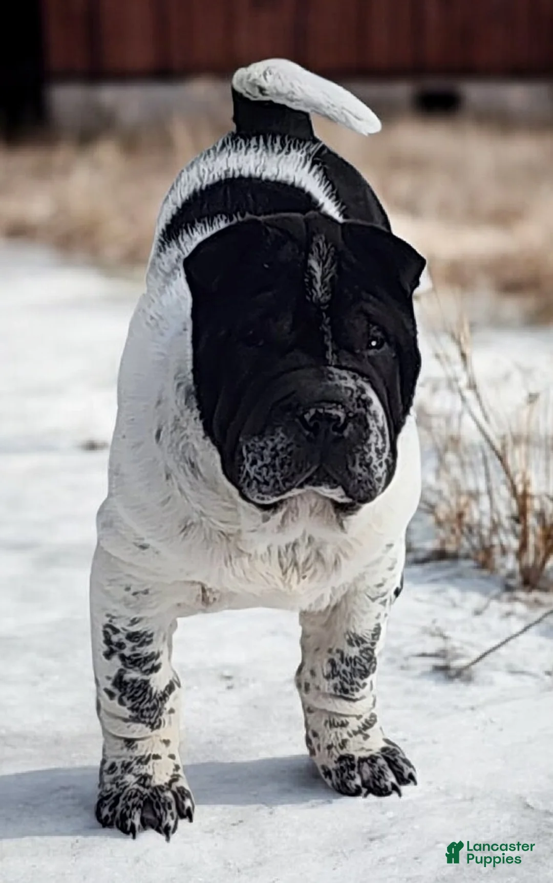 Shar Pei dogs for sale: Oreo black flower mini - Ad 10