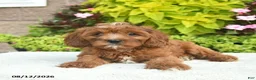 Cavapoo dogs for sale: Willow  - Ad 5