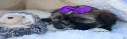 Shih Tzu dogs for sale: SADIE - Ad 9