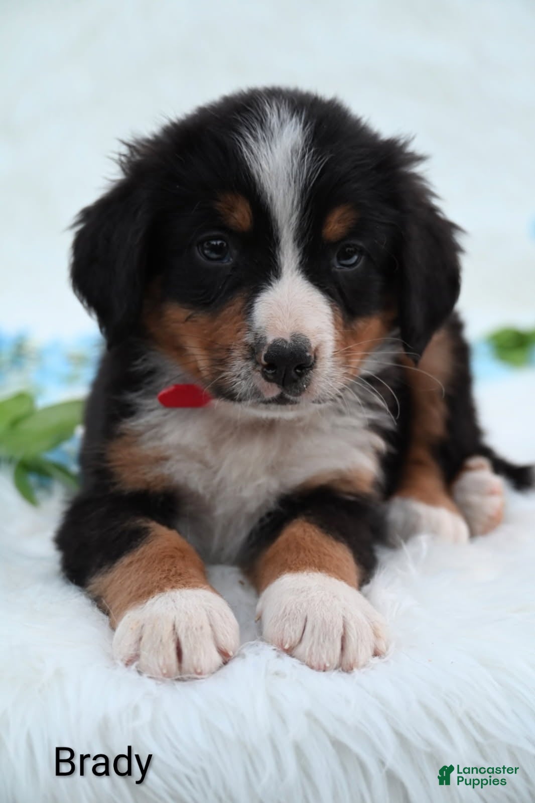 Bernese Mountain Dog dogs Brady  - Ad 2