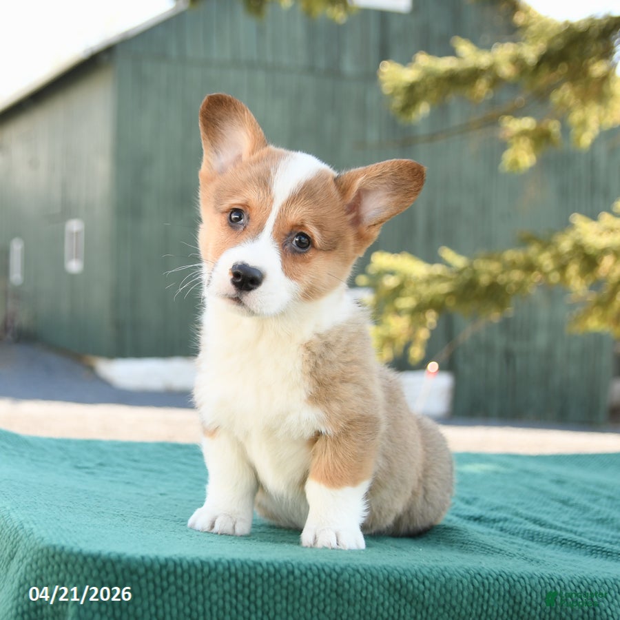 Welsh Corgi Pembroke dogs Shadow - Ad 1