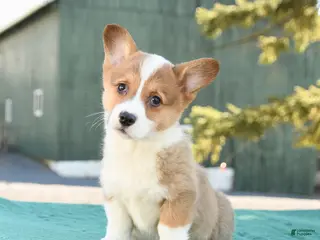 Welsh Corgi Pembroke dogs for sale: Shadow - Ad 3