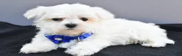 Maltese dogs for sale: Hannah - Ad 7