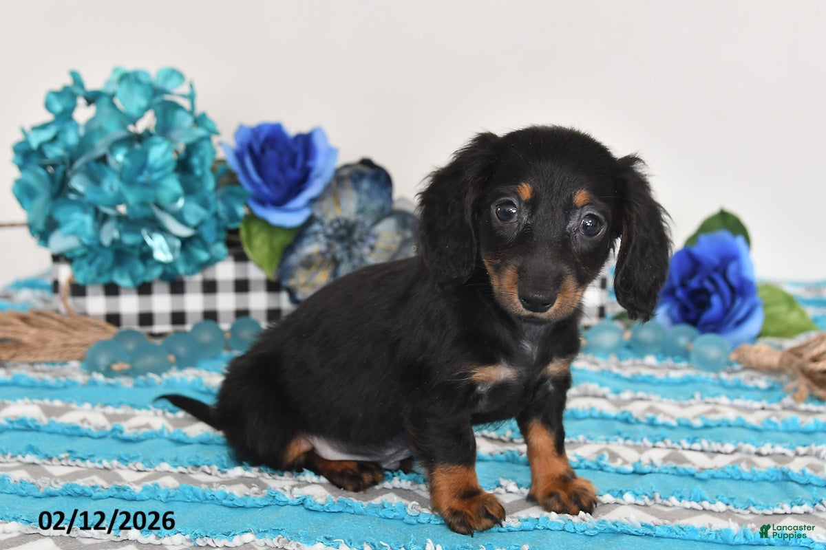 Miniature Dachshund dogs Felix - Ad 35