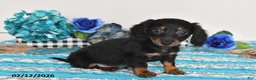 Miniature Dachshund dogs for sale: Felix - Ad 1