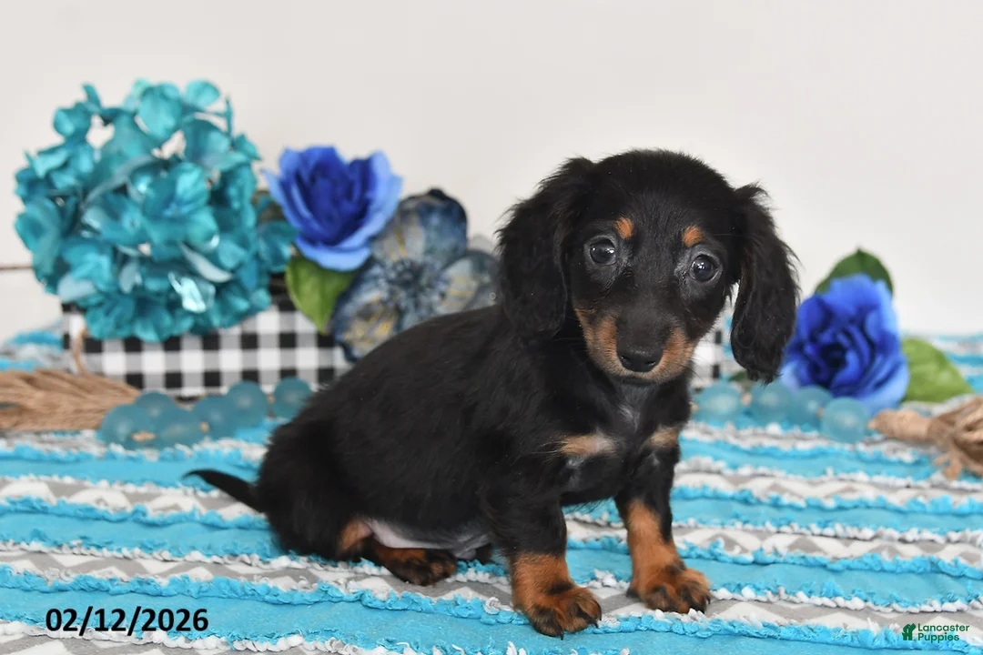 Miniature Dachshund dogs for sale: Felix - Ad 1