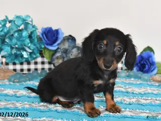 Miniature Dachshund dogs Felix - Ad 35