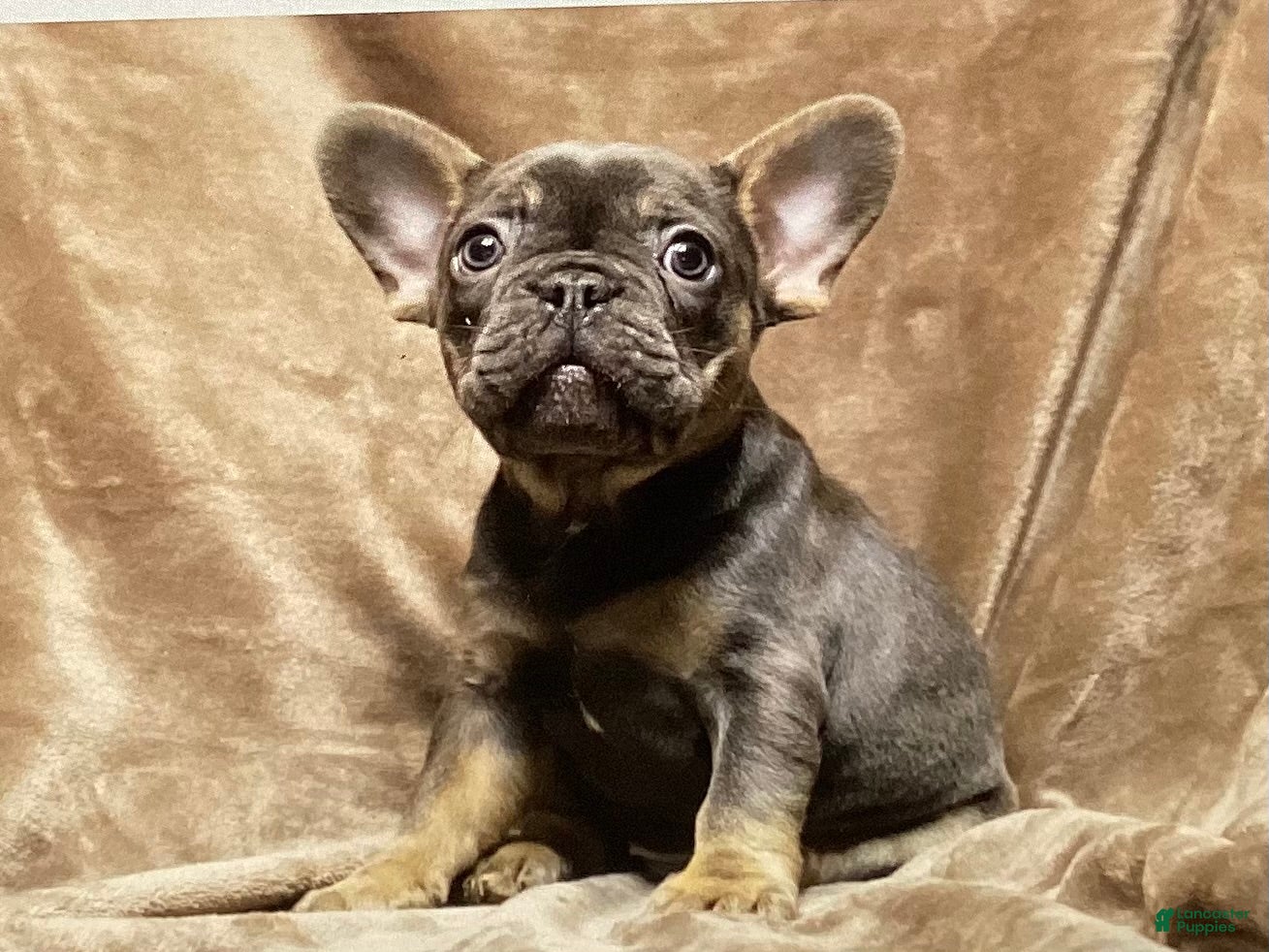 French Bulldog dogs French Bulldog Puppy 3 - Ad 10