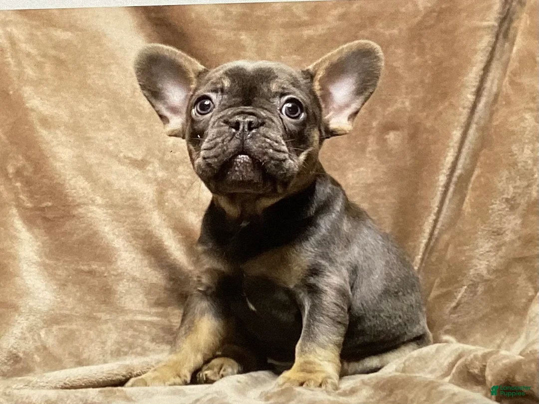 French Bulldog dogs for sale: French Bulldog Puppy 3 - Ad 1