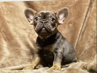 French Bulldog dogs French Bulldog Puppy 3 - Ad 10