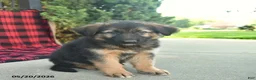 Mixed Breed dogs for sale: Ryder  - Ad 3