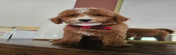 Mini Goldendoodle dogs for sale: Macintosh - Ad 2