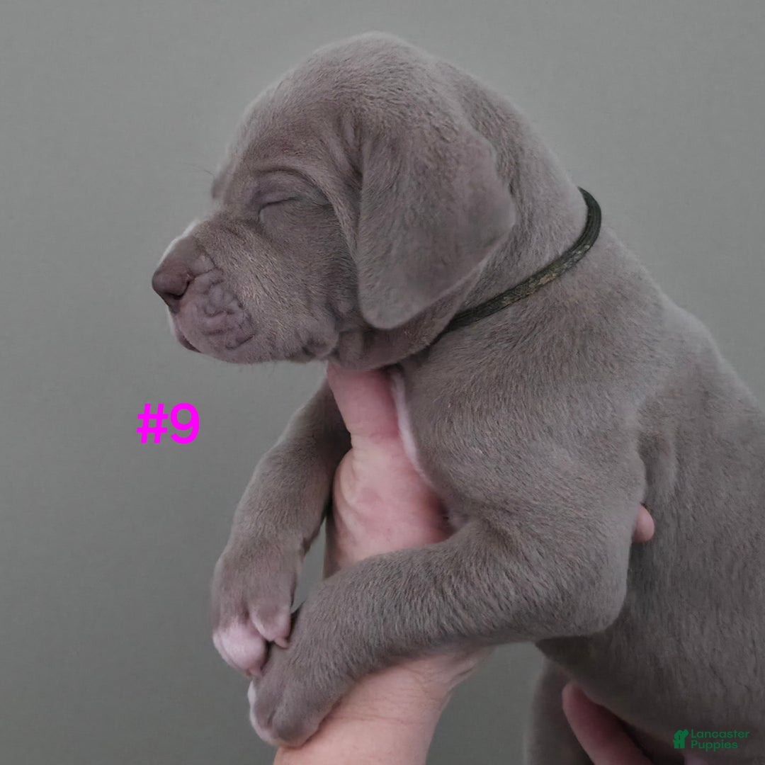 Great Dane dogs for sale: Great Dane Puppy 9 - Ad 3