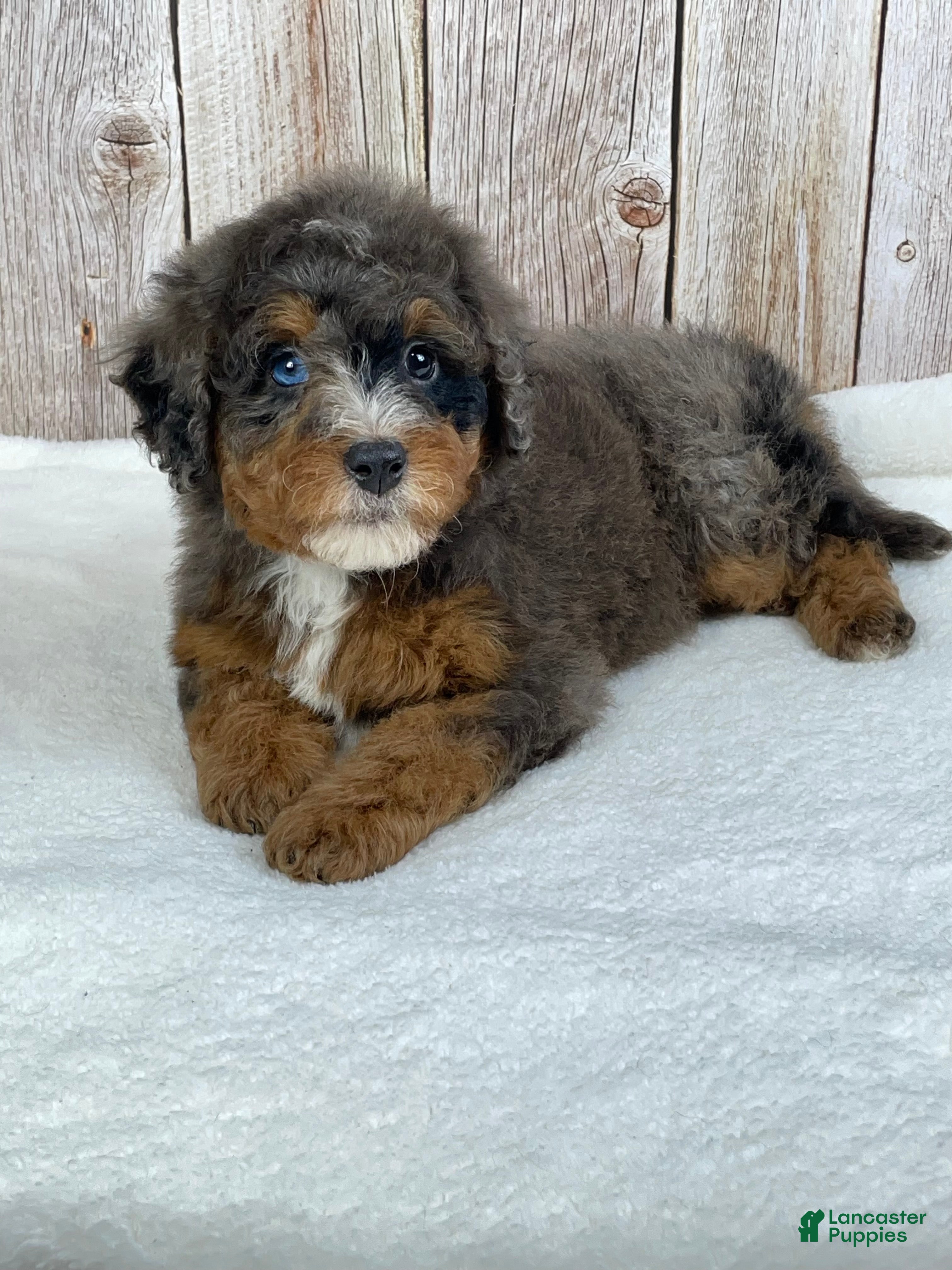 Mini Bernedoodle dogs Mocha - Ad 2