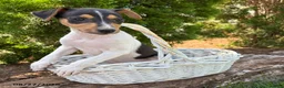 Mixed Breed dogs for sale: Samson - Ad 2