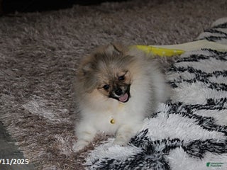 Pomeranian dogs - Ad 9