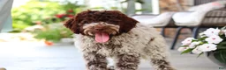 Lagotto Romagnolo dogs for sale: Leo - Ad 10
