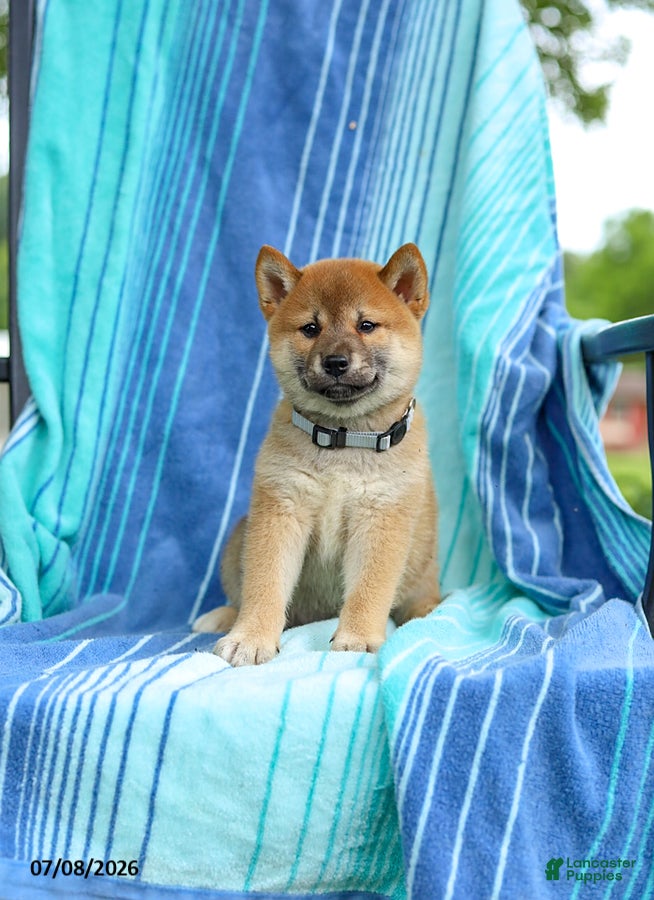Shiba Inu dogs Peanut - Ad 2